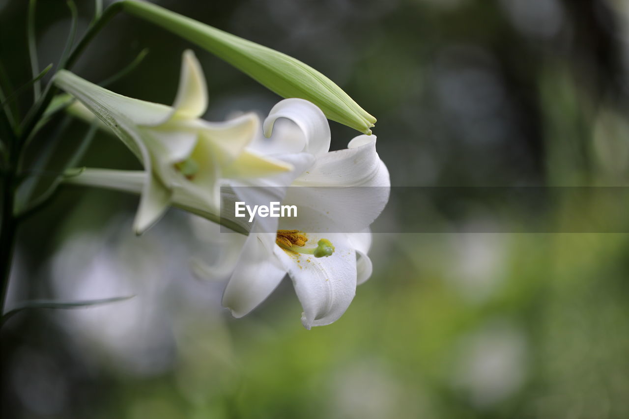 plant, flower, flowering plant, beauty in nature, freshness, petal, close-up, nature, white, fragility, growth, flower head, inflorescence, macro photography, no people, springtime, focus on foreground, blossom, outdoors, selective focus, green, orchid, day, botany, pollen, tree