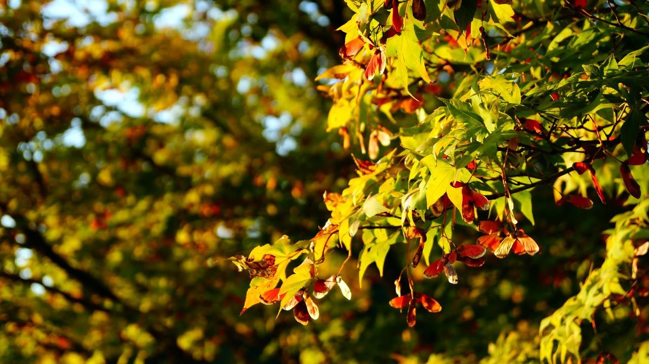 CLOSE-UP OF TREE BRANCH