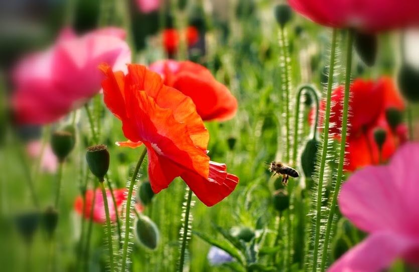 CLOSE-UP OF RED POPPY FLOWERS