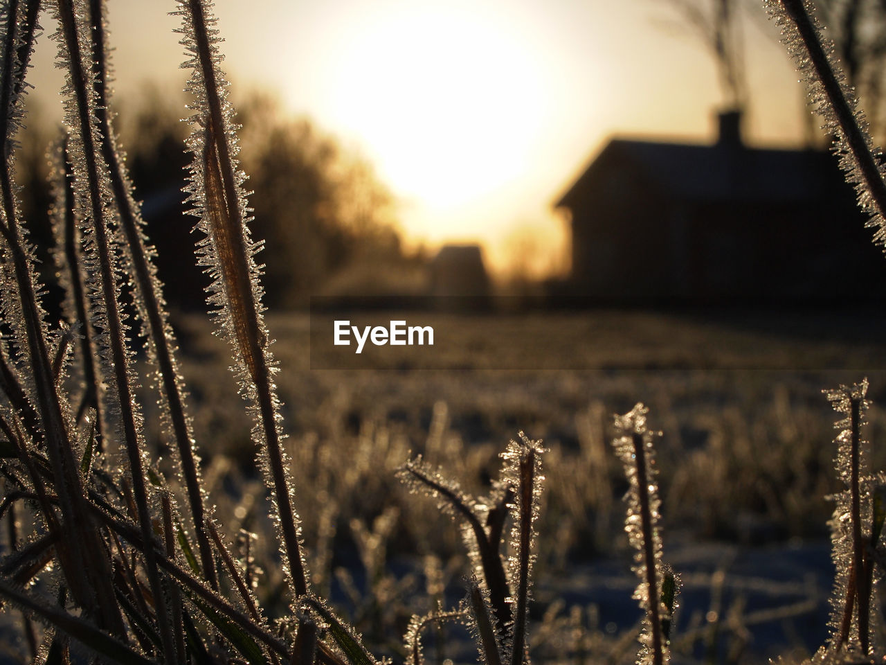 Down to Earth - frosty view Close to the ground the frosty grass frames the rural view of an old Swedish cottage. Frost Grass Low Angle View Rural Agriculture Autmn Beauty In Nature Building Exterior Close-up Cold Temperature Day Field Focus On Foreground Frosty Growth Nature No People Outdoors Rural Scene Sky Snow Tranquility Winter