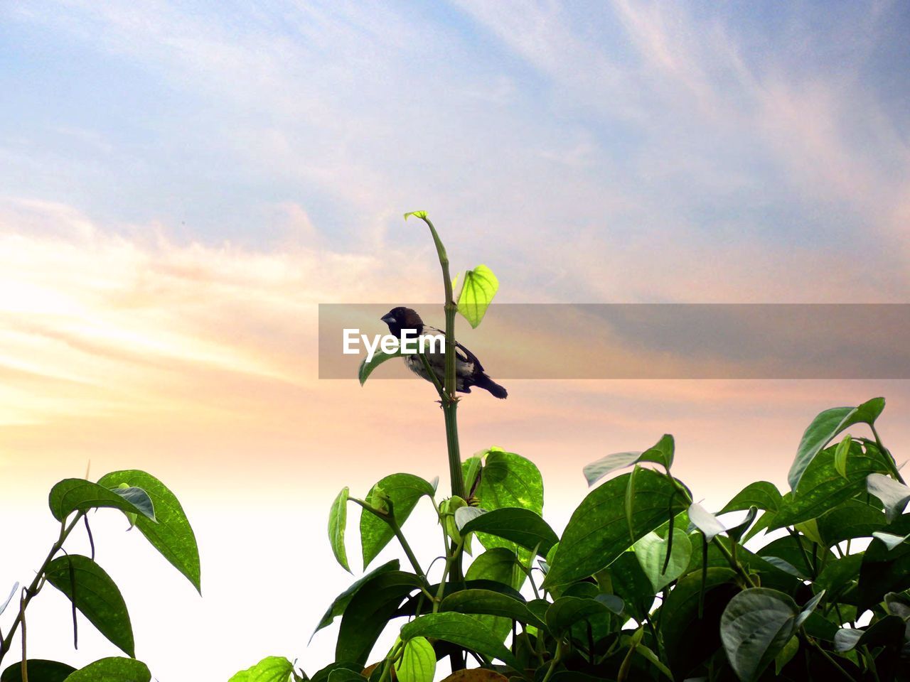 CLOSE-UP OF GREEN PLANT AGAINST SKY