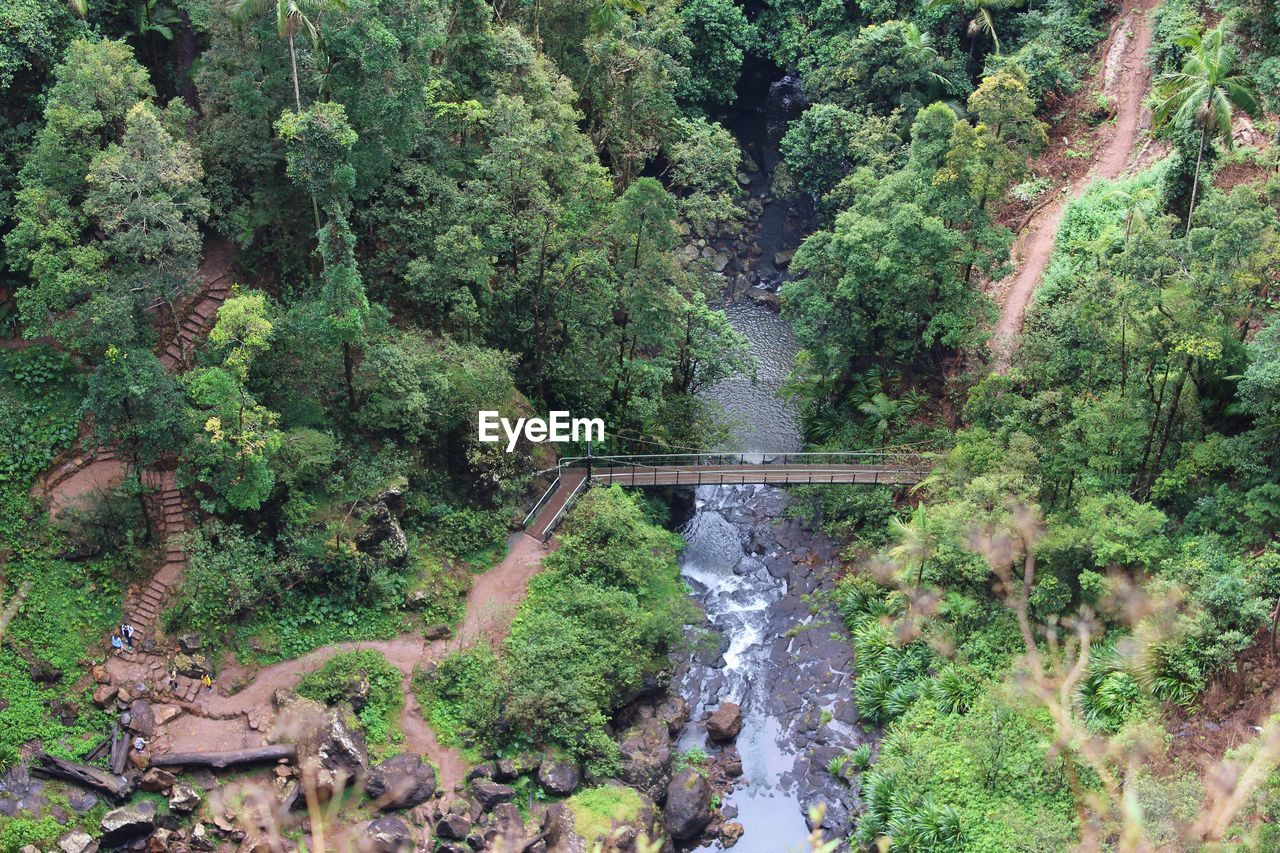 Scenic view of river in forest