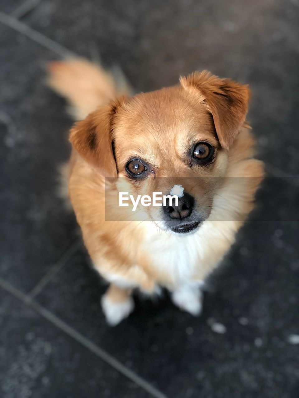 Close-up portrait of puppy