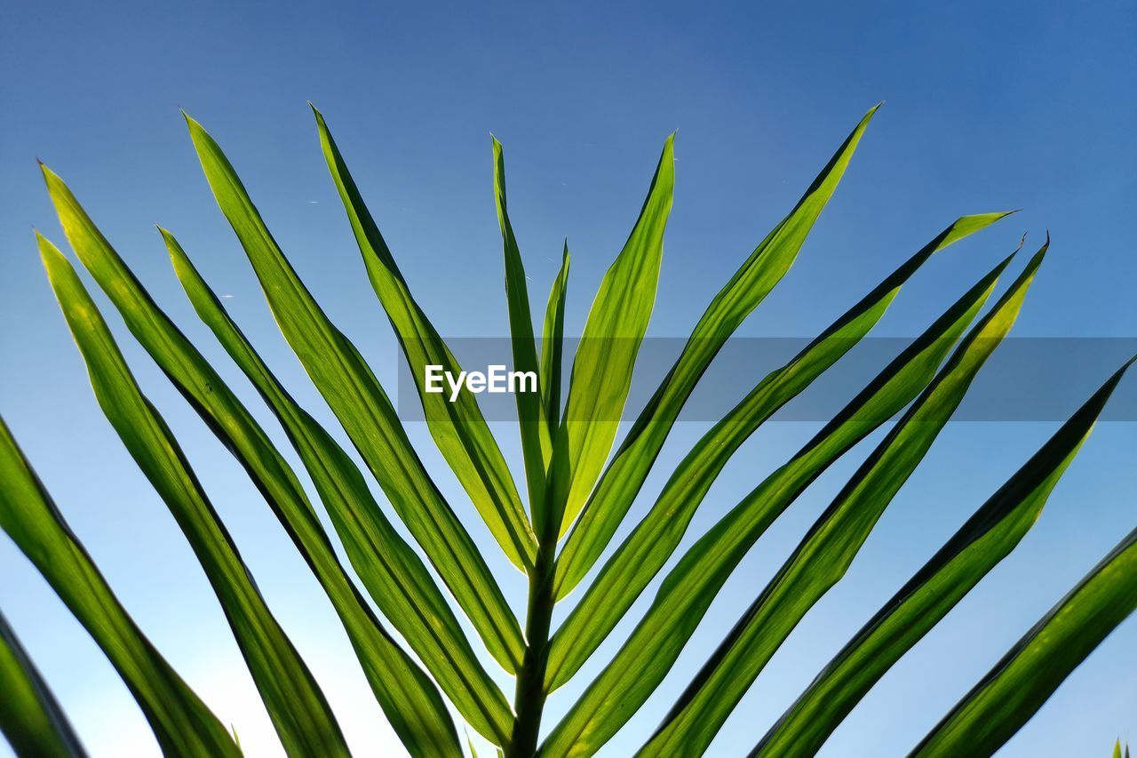 Low angle view of palm tree against blue sky