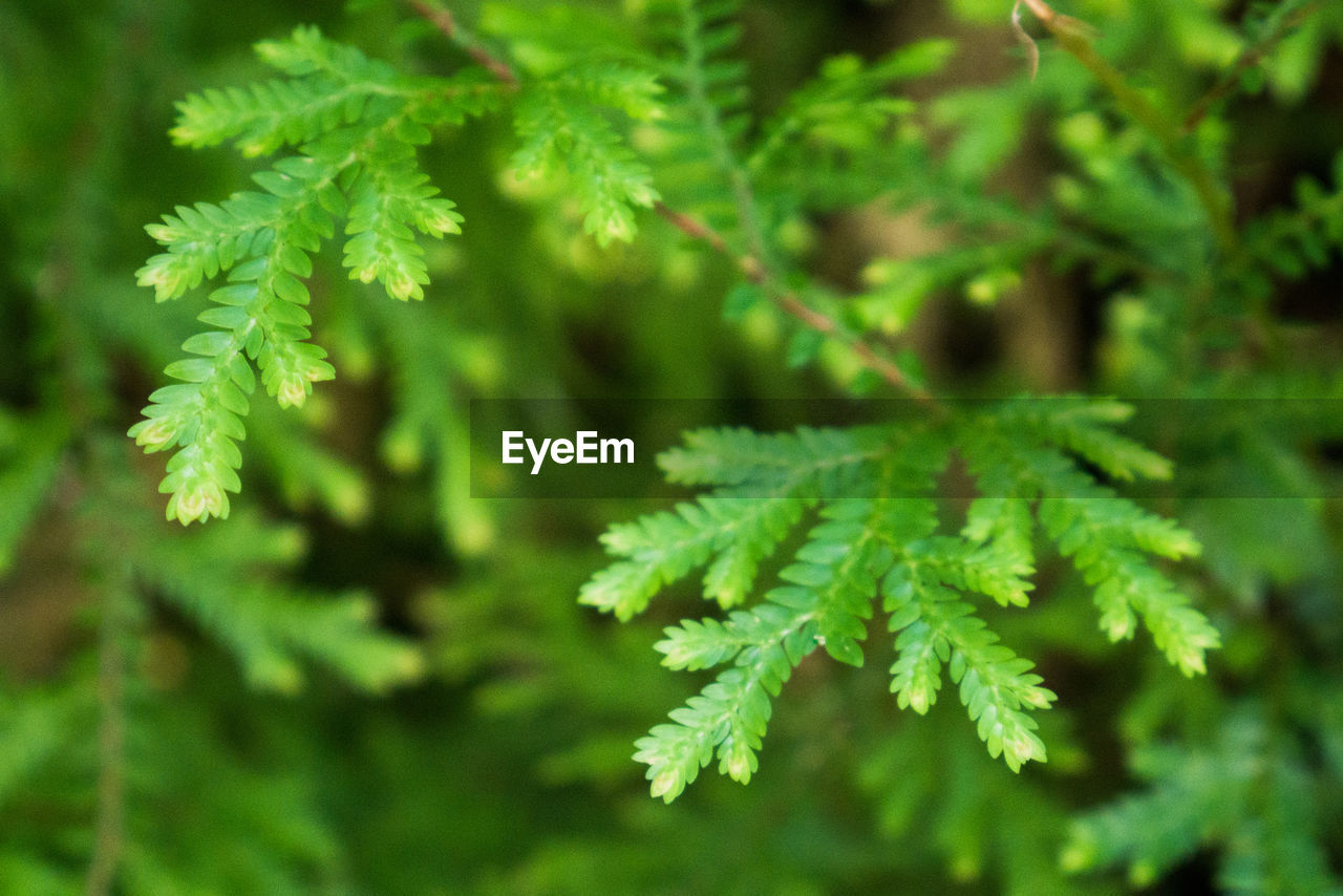 CLOSE-UP OF GREEN PLANT