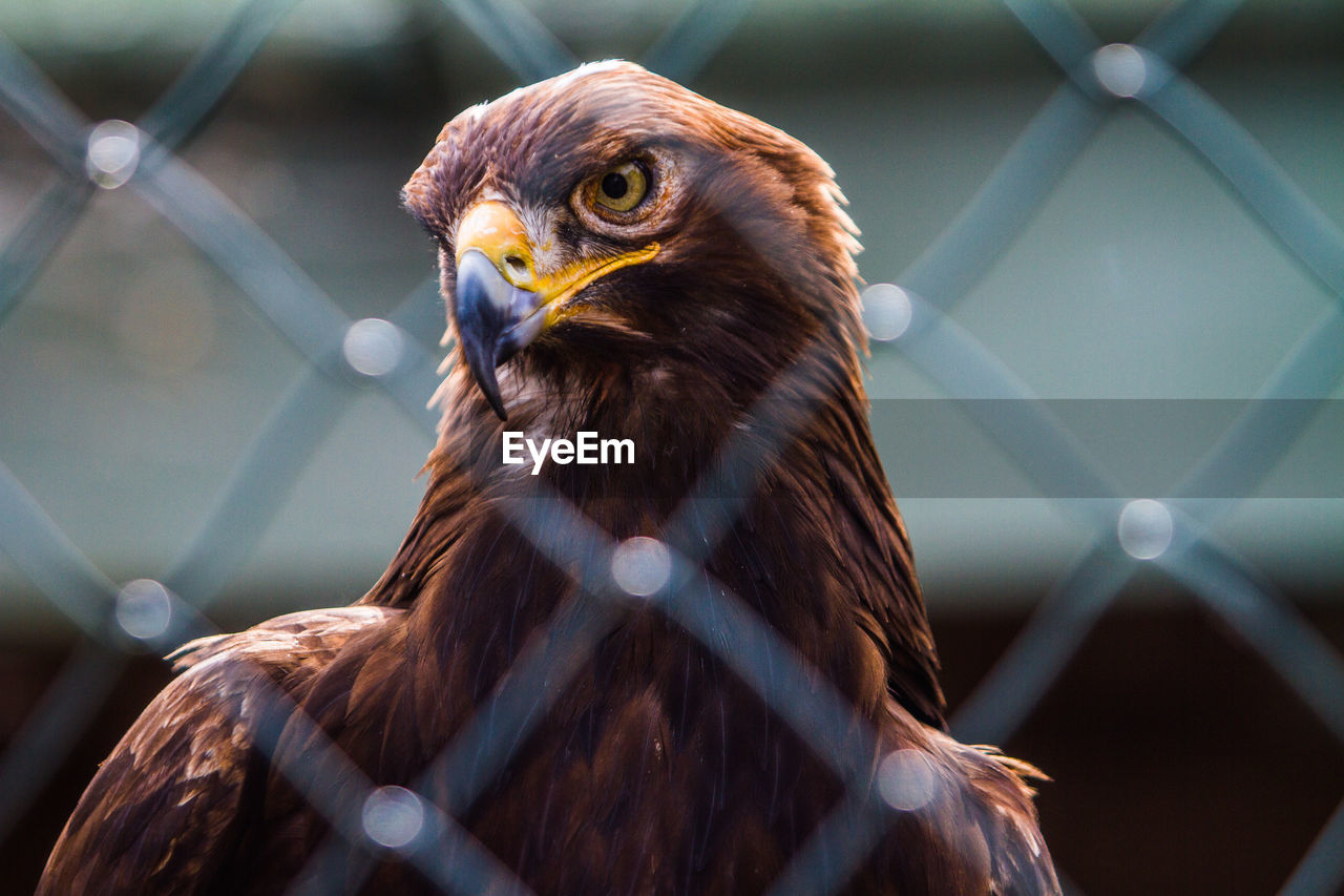 CLOSE-UP PORTRAIT OF AN OWL