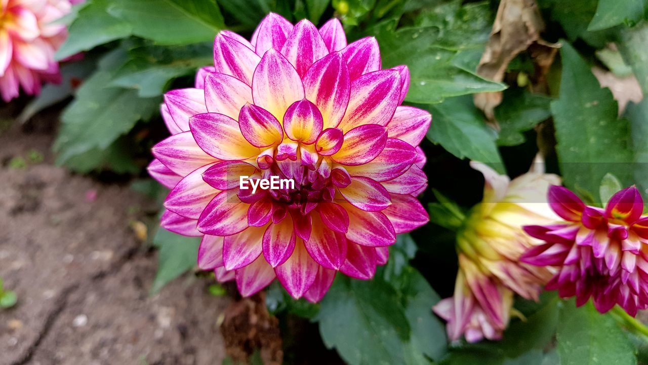 Close-up of pink flowers blooming outdoors