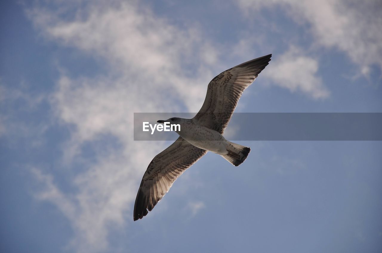 animal themes, flying, animal, animal wildlife, wildlife, bird, spread wings, one animal, sky, cloud, animal body part, gull, seabird, low angle view, mid-air, nature, no people, animal wing, motion, wing, blue, outdoors, bird of prey, day, full length