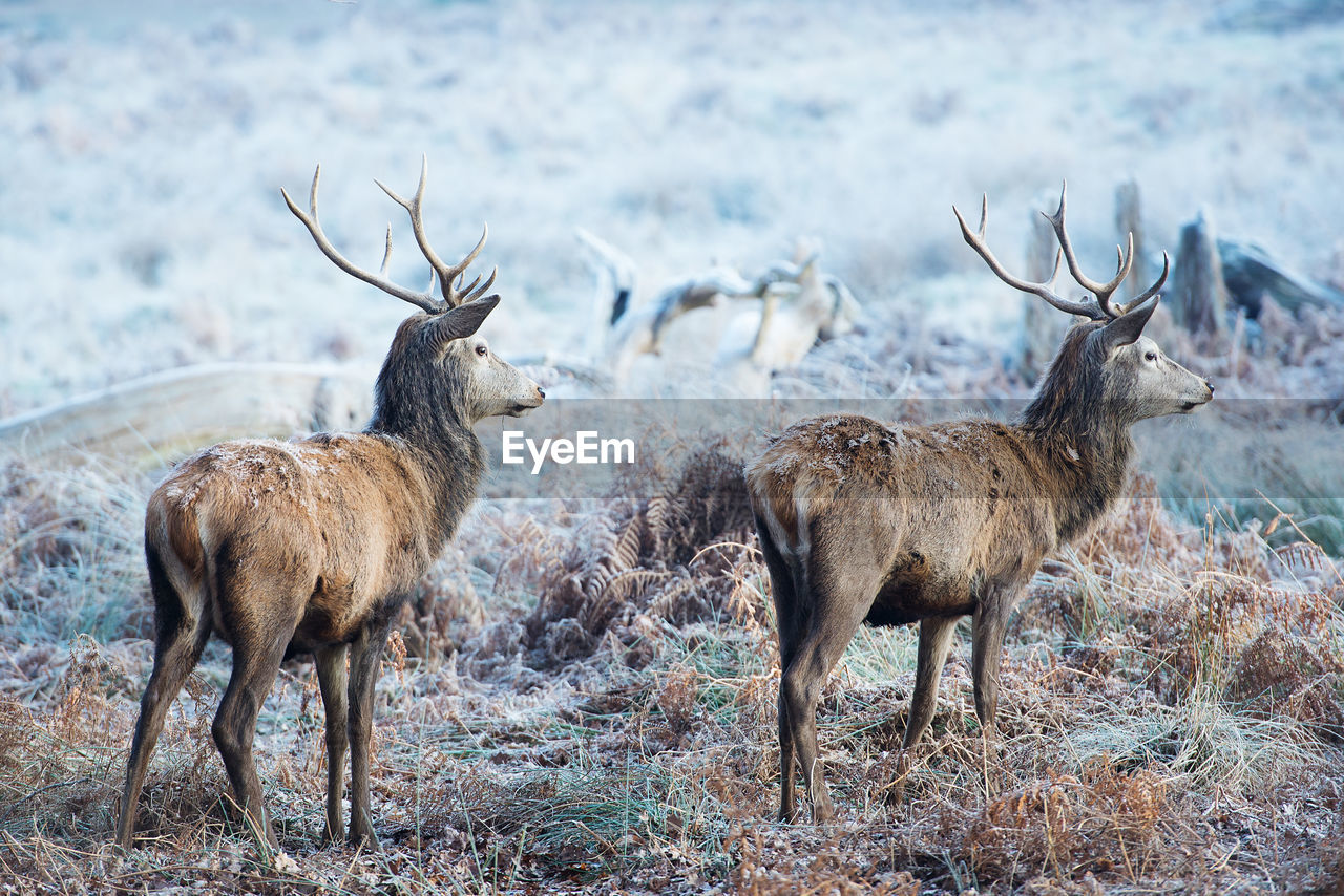 Deers in frozen field