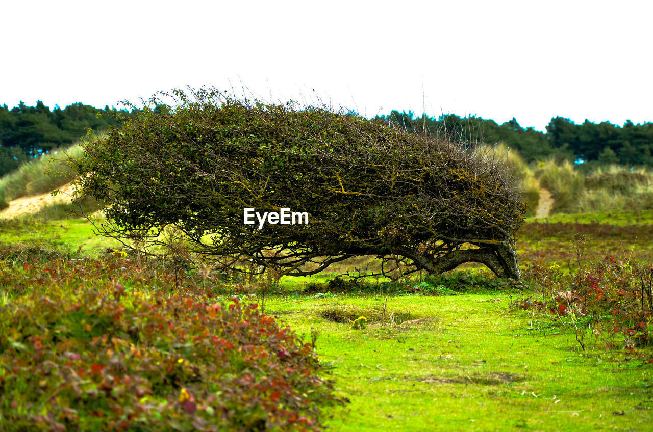 TREE GROWING IN FIELD