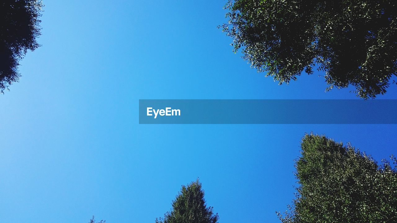 LOW ANGLE VIEW OF TREES AGAINST CLEAR SKY