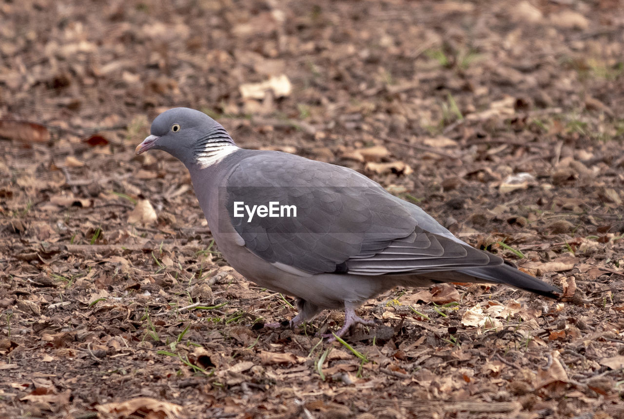 animal themes, animal, bird, animal wildlife, wildlife, one animal, stock dove, beak, nature, no people, dove - bird, day, pigeons and doves, land, full length, field, gray, outdoors, pigeon, perching, side view, focus on foreground, close-up