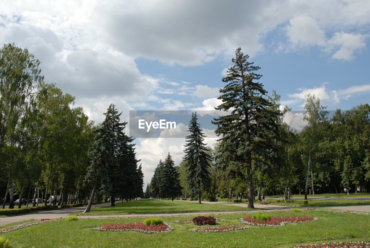 Panoramic view of pine trees on field against sky