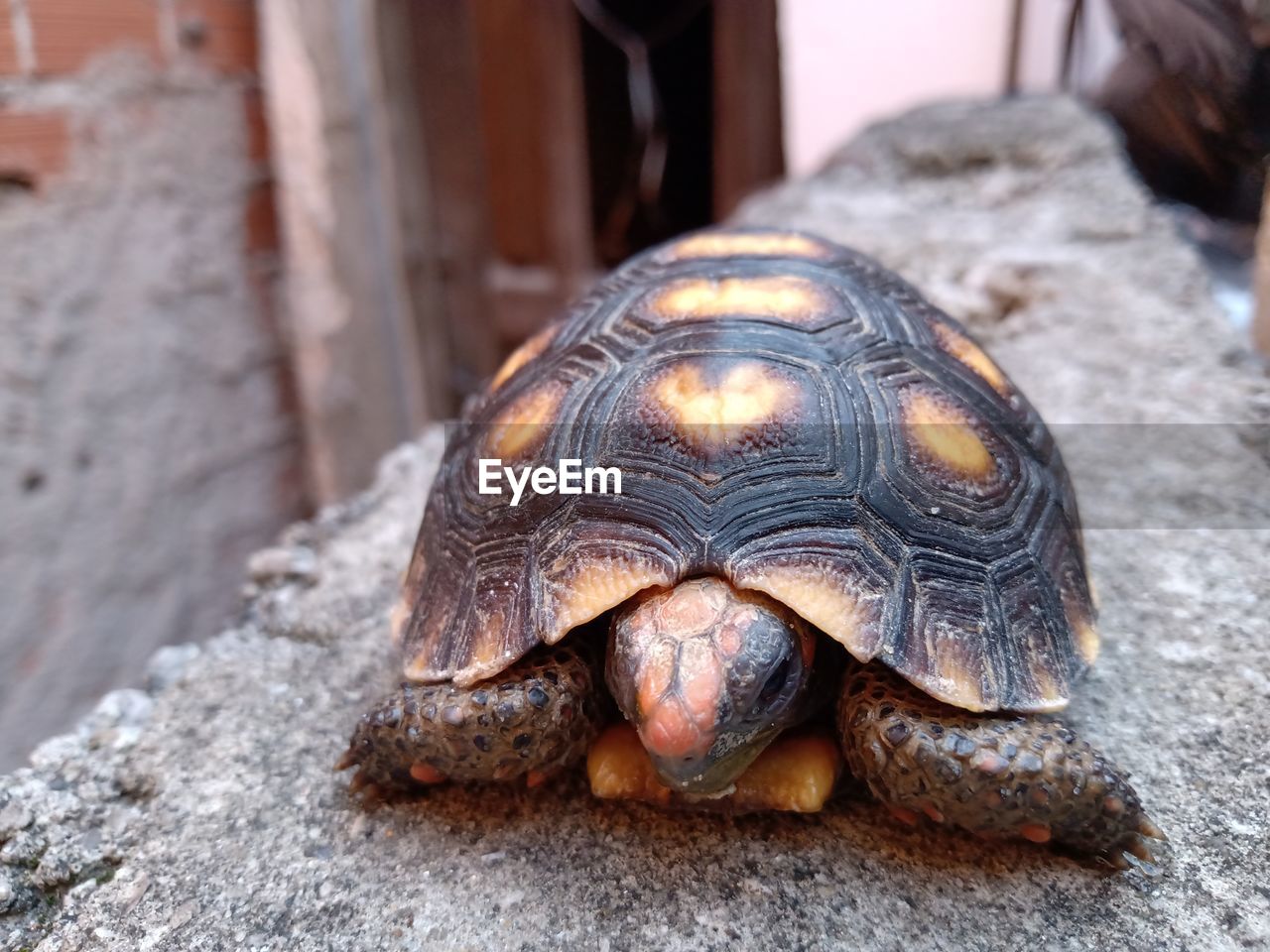 CLOSE-UP OF A TURTLE