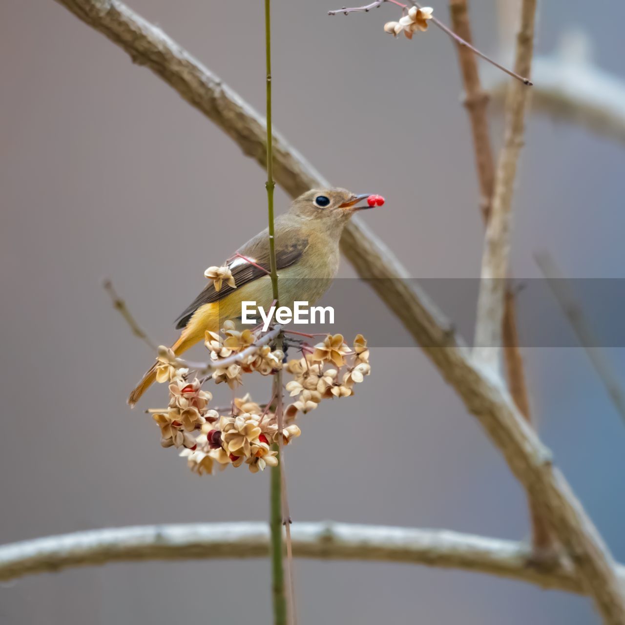 animal themes, animal, animal wildlife, bird, wildlife, branch, plant, tree, one animal, nature, perching, twig, no people, beauty in nature, focus on foreground, eating, flower, yellow, outdoors, macro photography, food, day, close-up, feeding, insect, hummingbird
