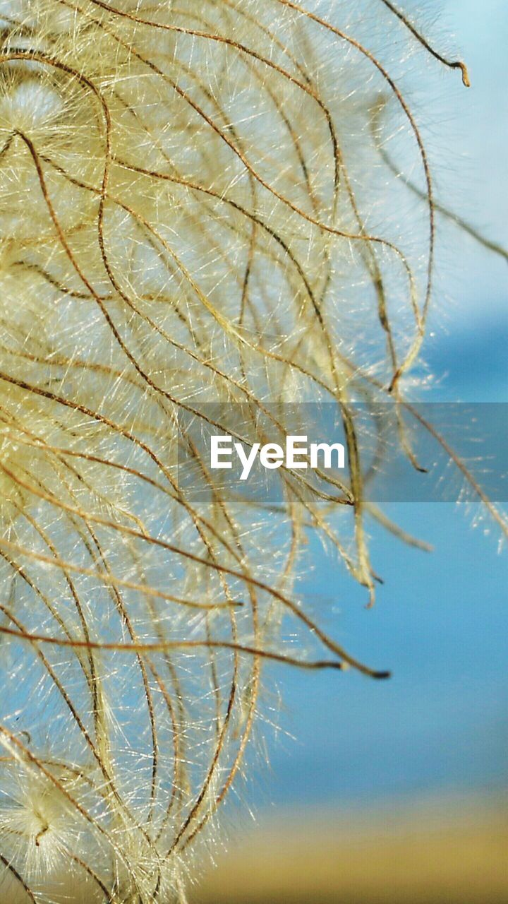 Close-up of branches against sky