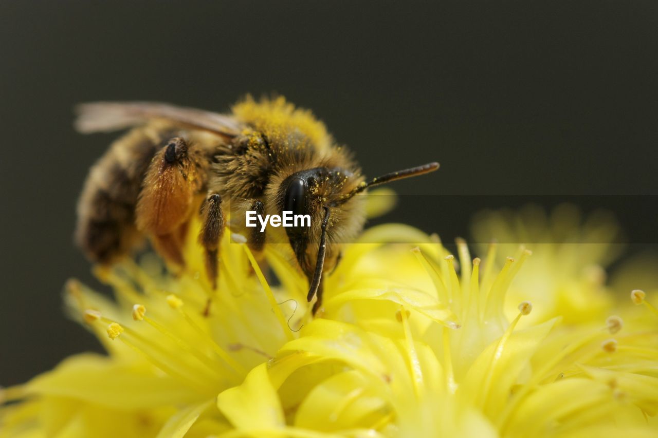 Close-up of bee pollinating on yellow flower