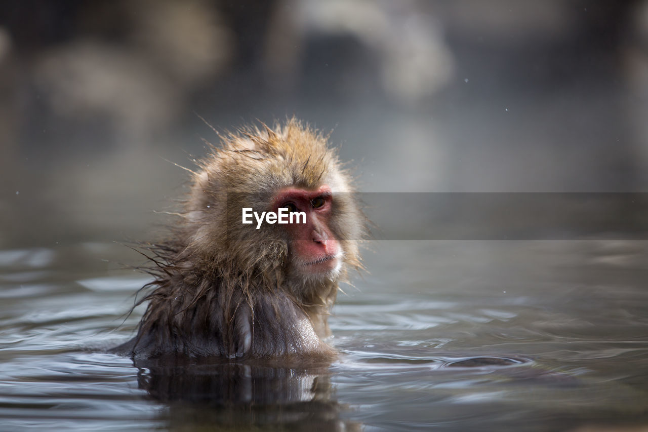 Close-up portrait of monkey in hot spring
