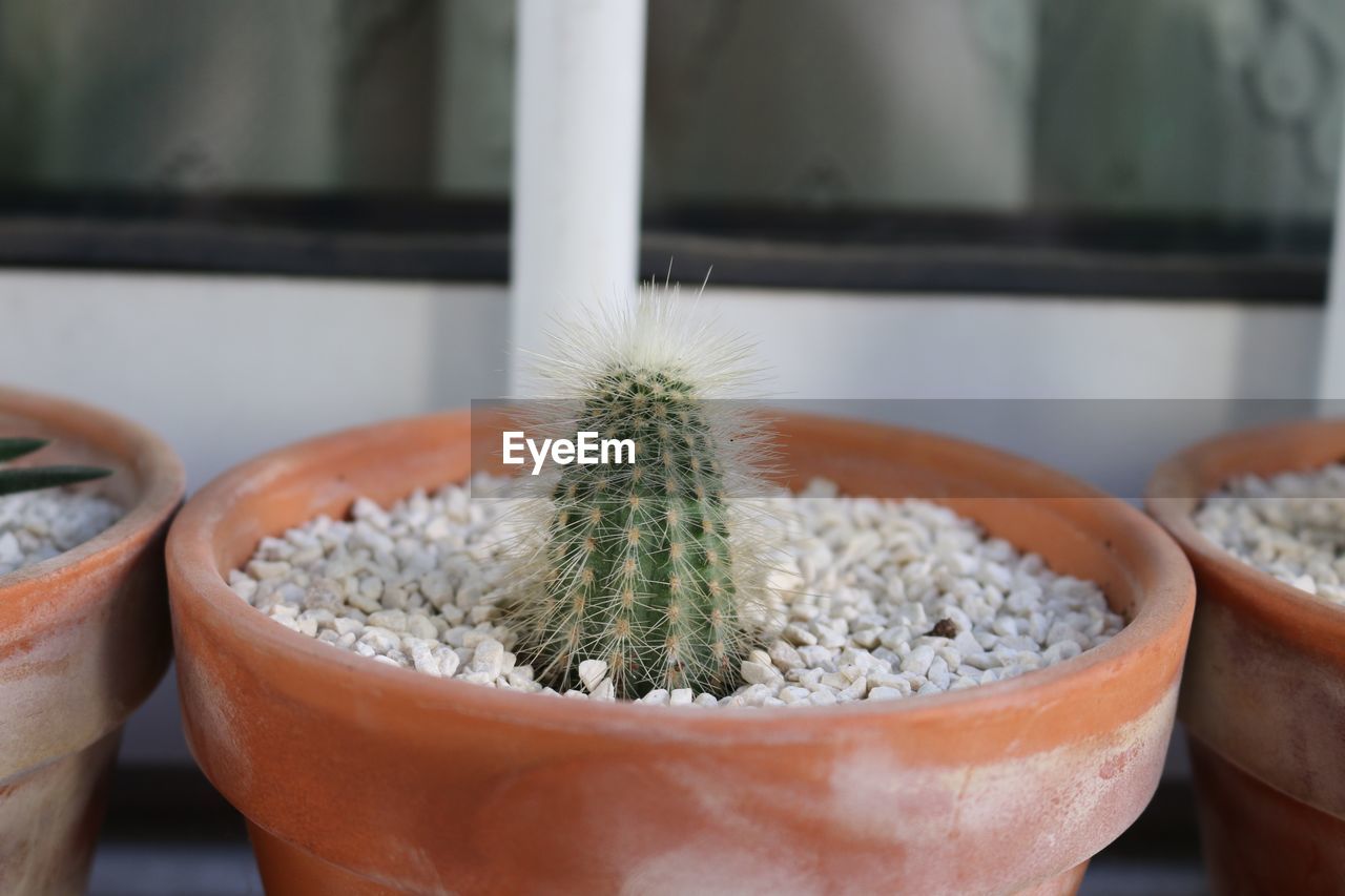 Close-up of succulent plant on table