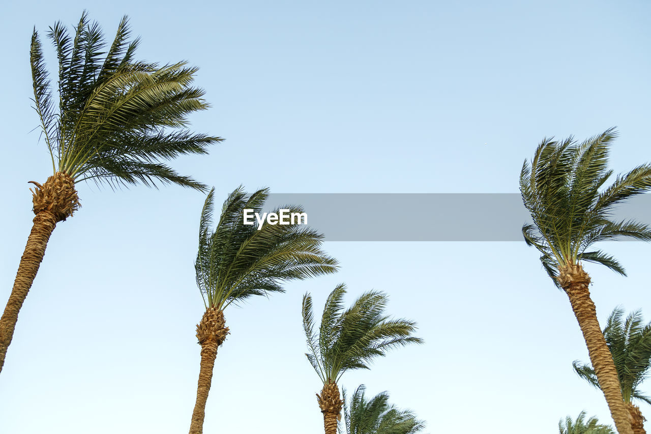 palm tree, tree, tropical climate, plant, sky, nature, date palm tree, clear sky, branch, low angle view, no people, date palm, growth, borassus flabellifer, sunny, blue, outdoors, beauty in nature, leaf, tropical tree, day, flower, palm leaf, environment, tree trunk, coconut palm tree, scenics - nature, tranquility, trunk, sunlight