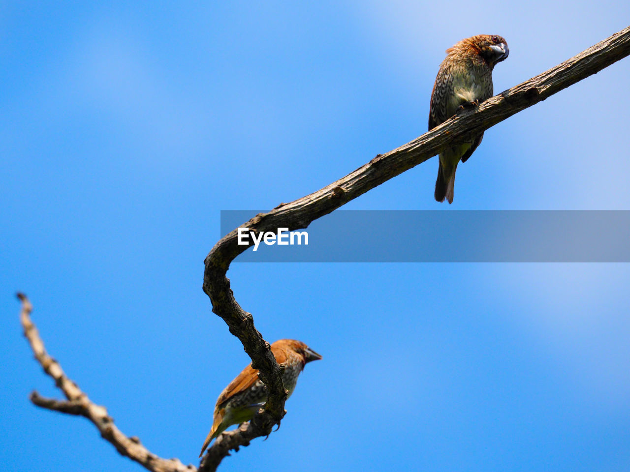 LOW ANGLE VIEW OF BIRD PERCHING ON TREE AGAINST SKY