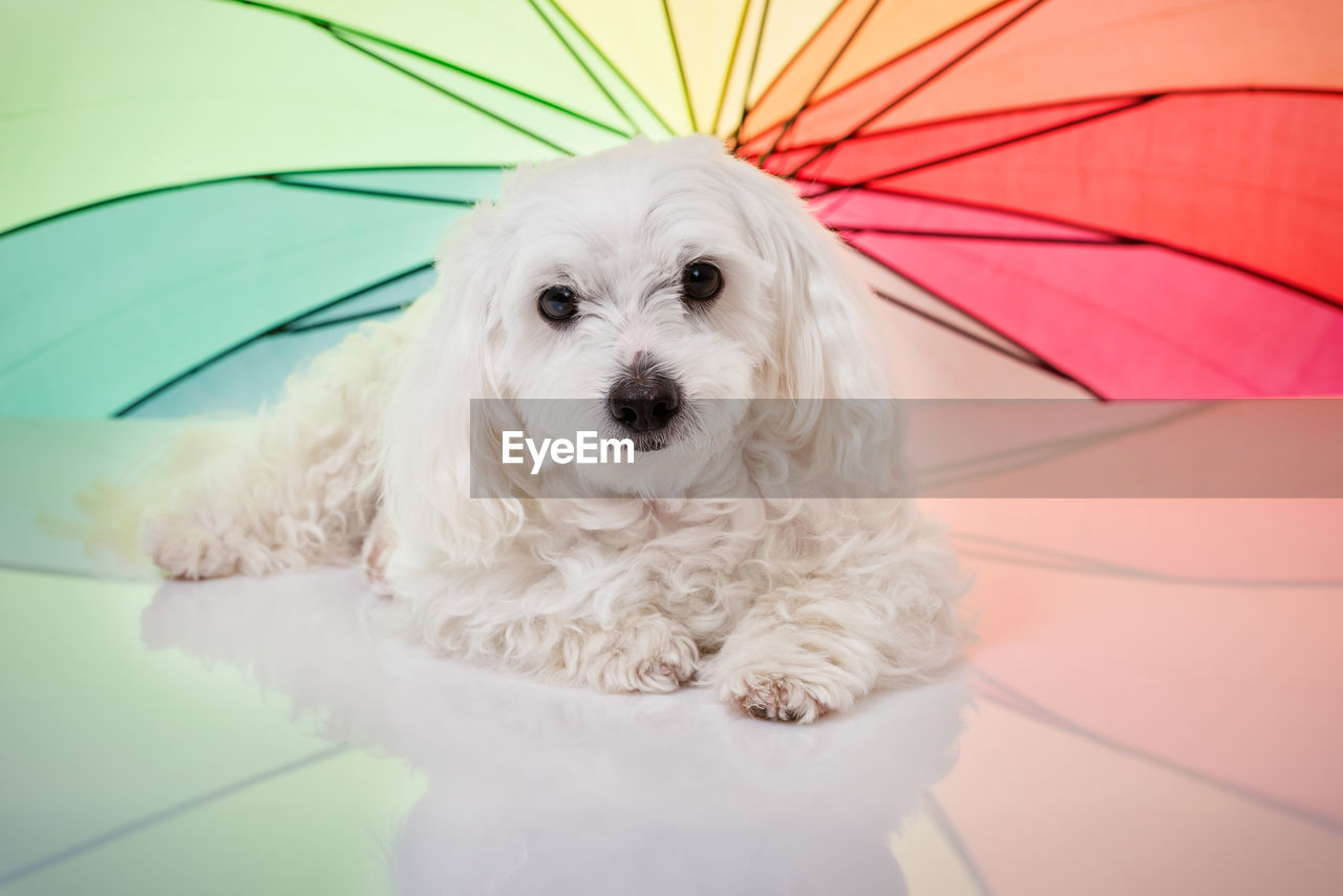 PORTRAIT OF DOG RELAXING ON FLOOR