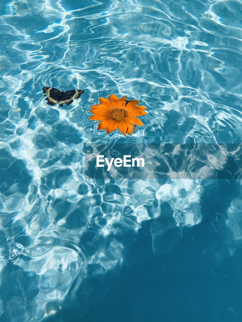 High angle view of flower floating on water and a butterfly flying above the swimming pool