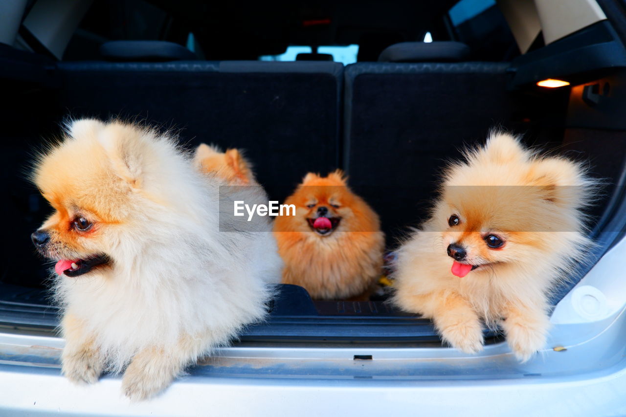 CLOSE-UP OF TWO DOGS IN THE FLOOR