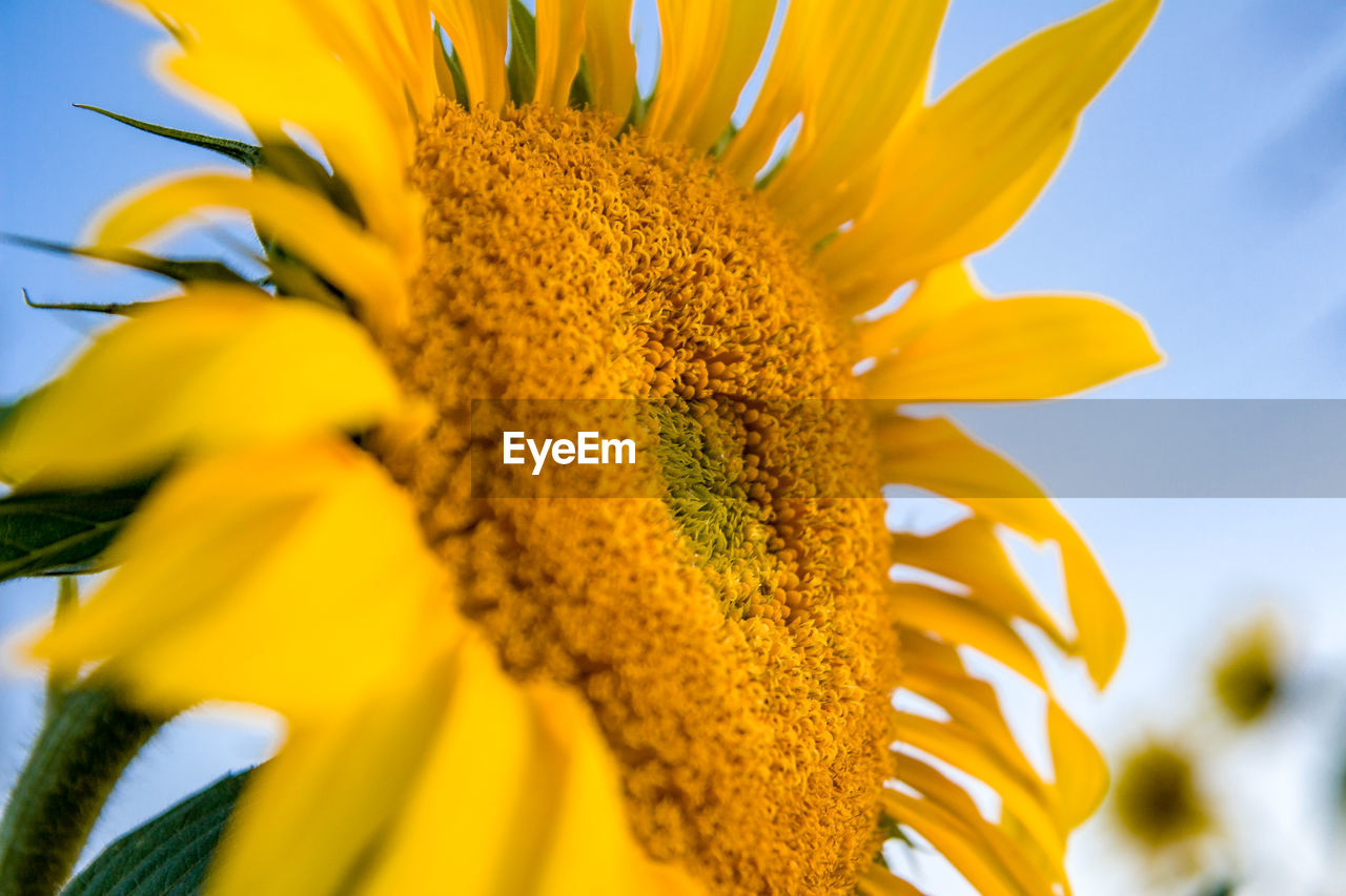 Close-up of sunflower