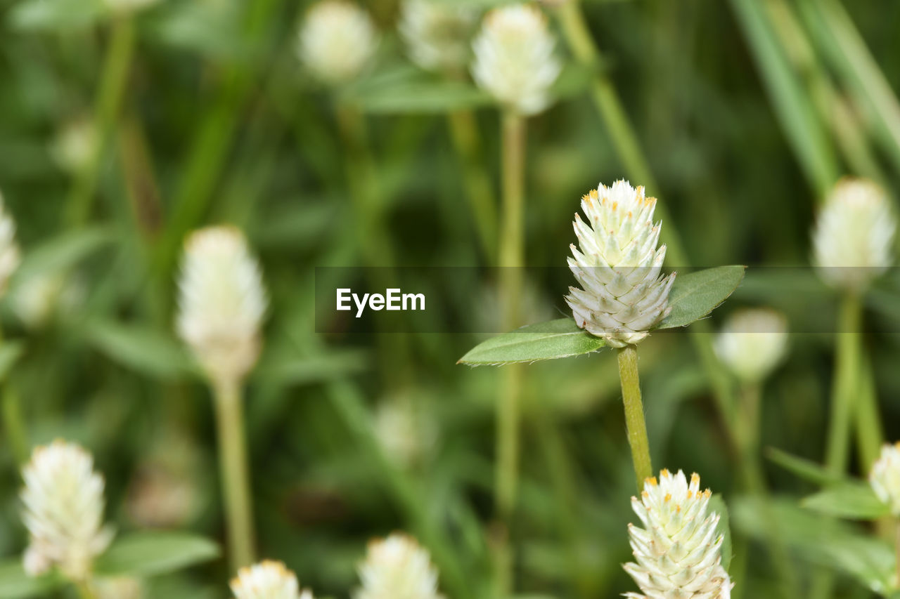 CLOSE-UP OF WHITE FLOWERING PLANTS