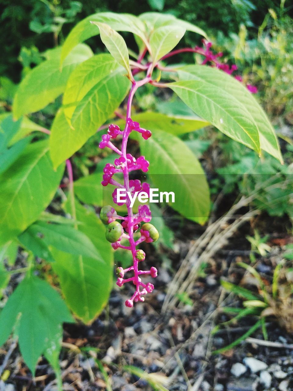 Close-up of pink flowering plant