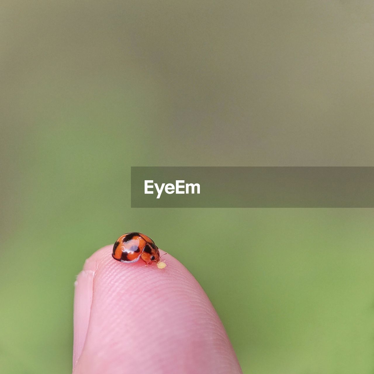 Close-up of ladybug on hand