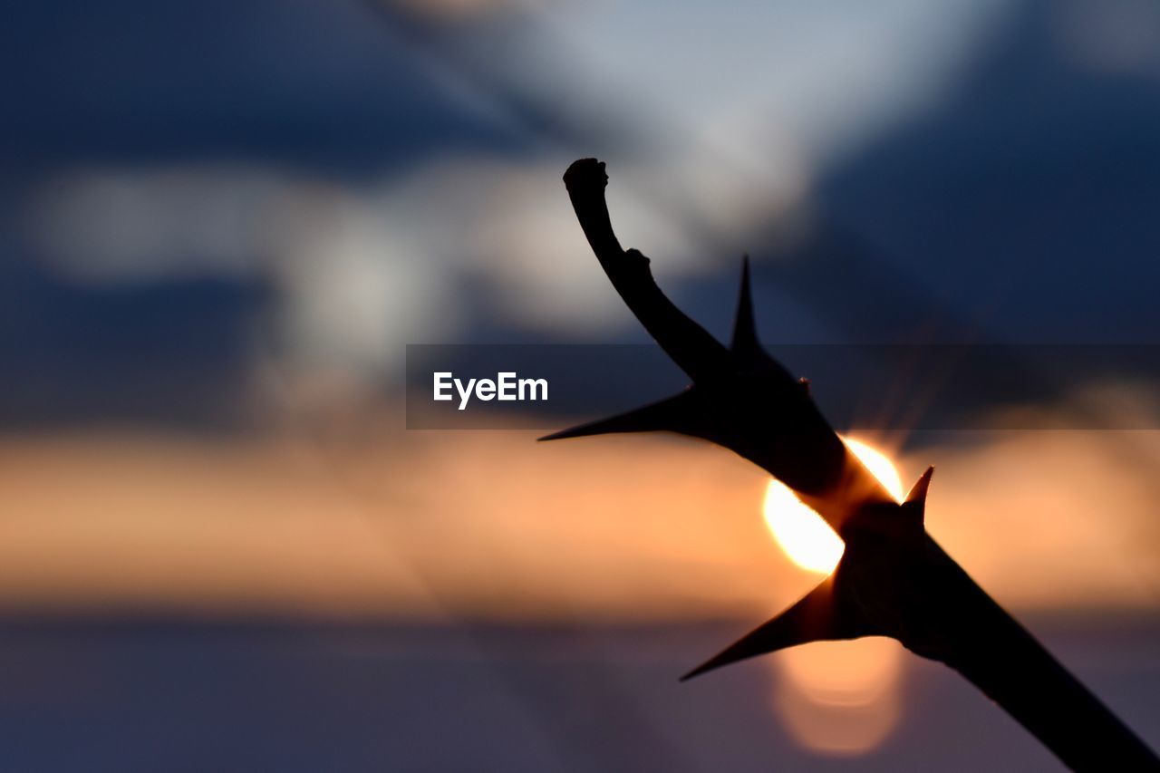 CLOSE-UP OF SILHOUETTE LEAF AGAINST SKY