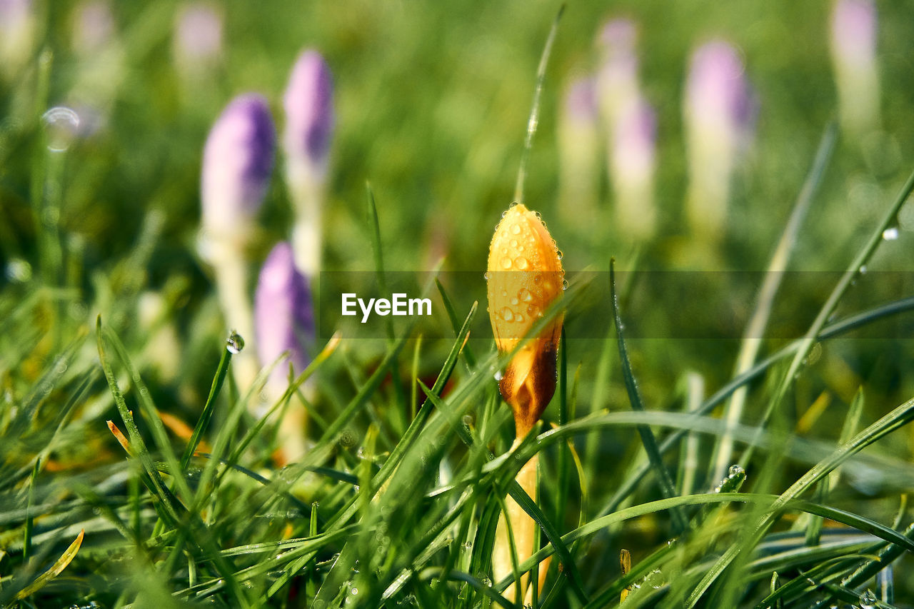 Close-up of fresh green plants on field