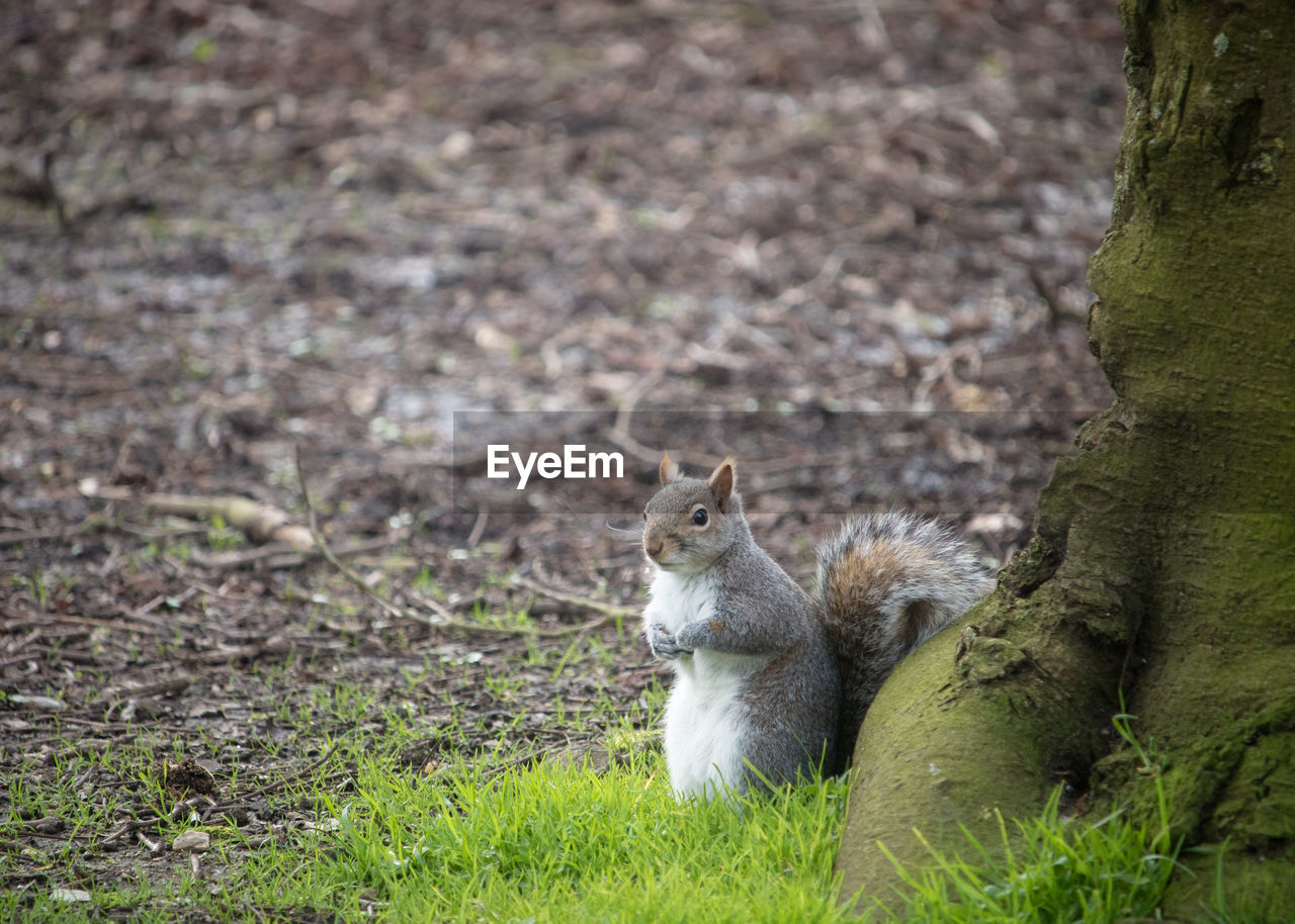 Grey squirrel on spring green grass at the bottom of a tree, colchester, uk