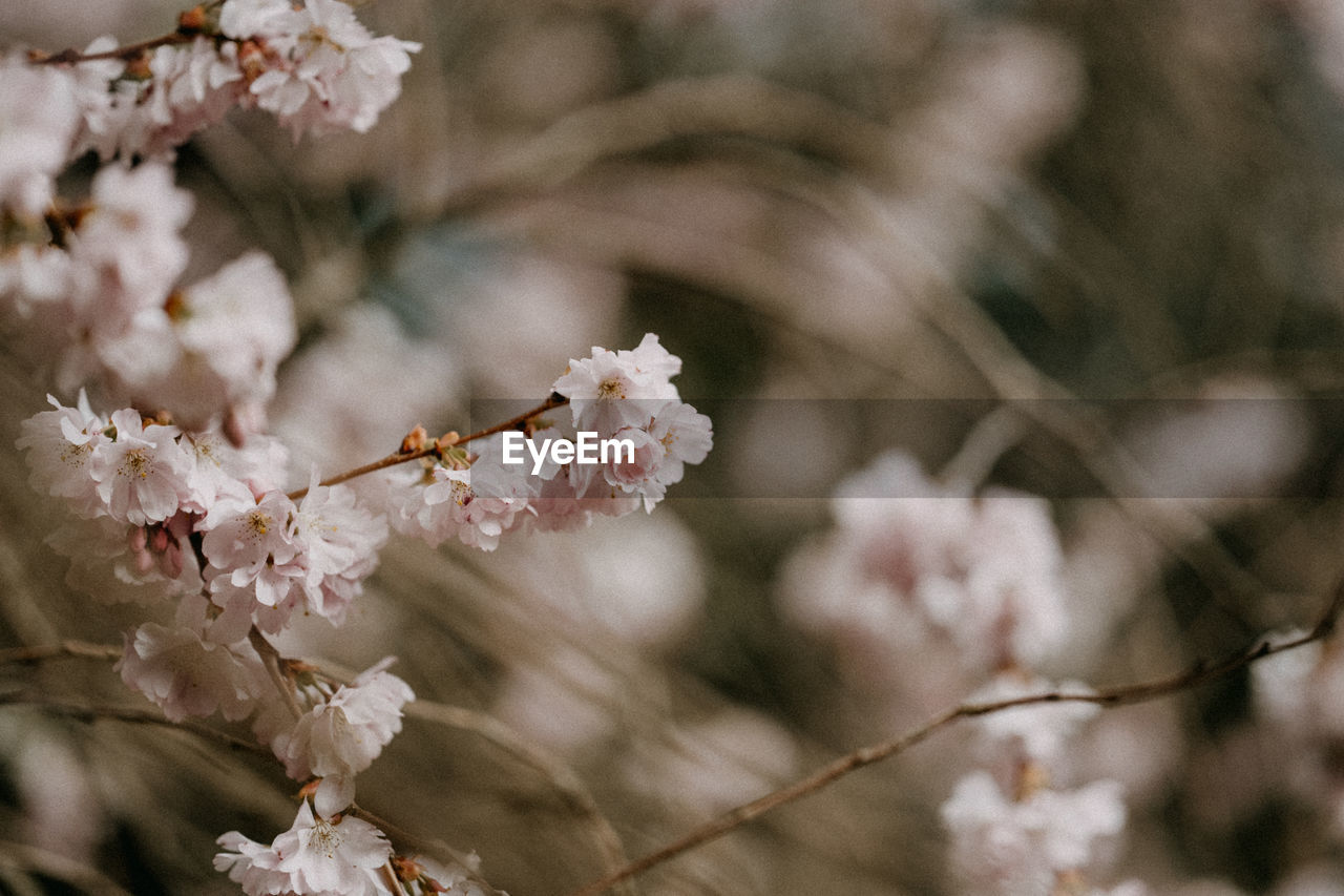 Close-up of pink cherry blossoms