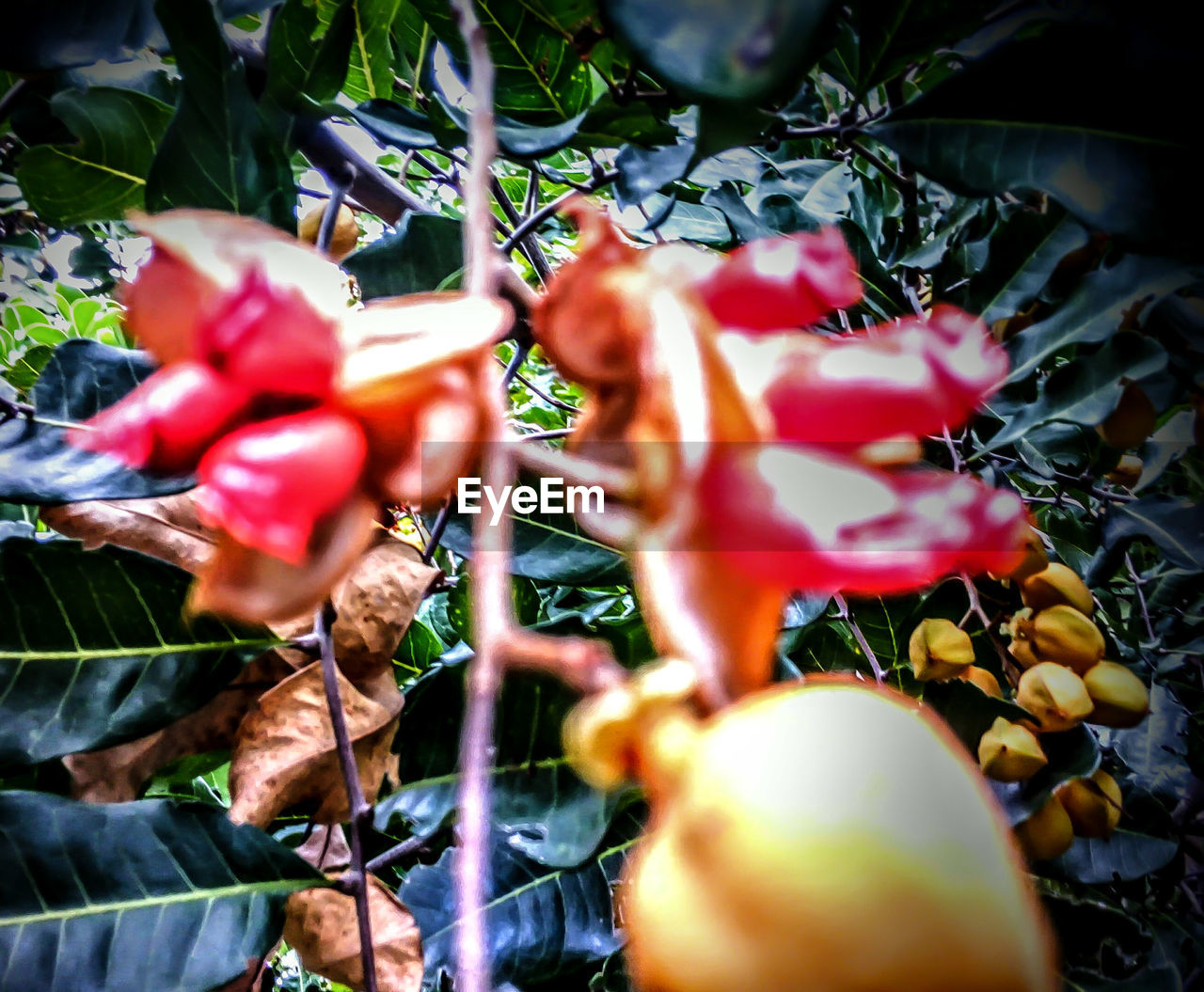 CLOSE-UP OF PLANTS