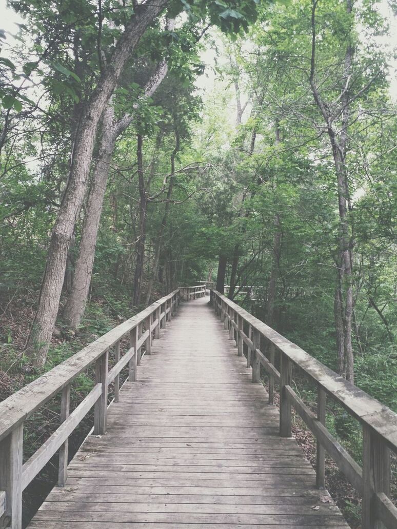 VIEW OF FOOTBRIDGE IN FOREST