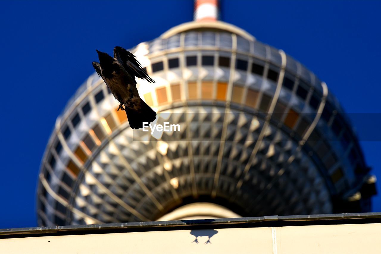 LOW ANGLE VIEW OF BIRD ON BUILDING AGAINST SKY