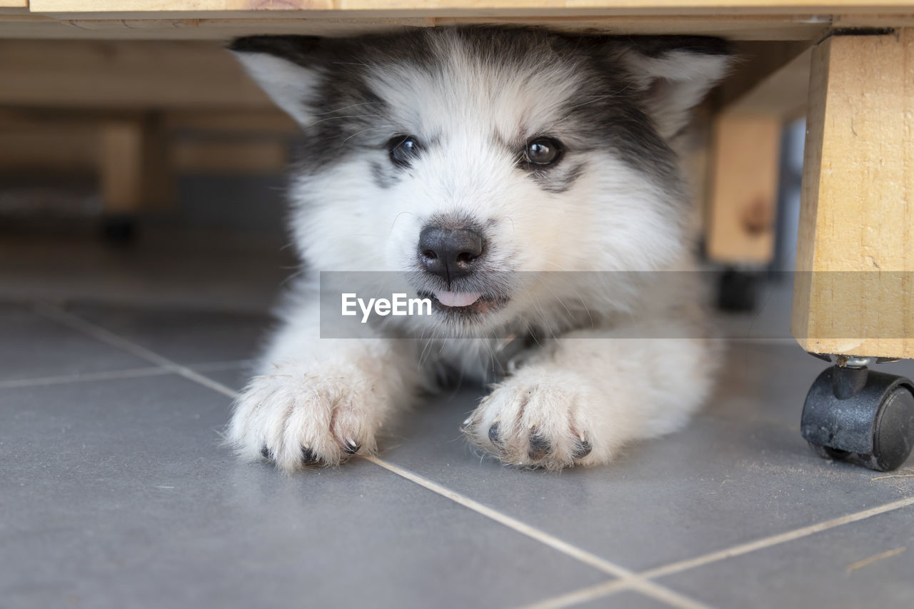 pet, dog, one animal, domestic animals, mammal, animal themes, animal, puppy, canine, looking at camera, portrait, young animal, cute, carnivore, indoors, animal body part, no people, animal hair