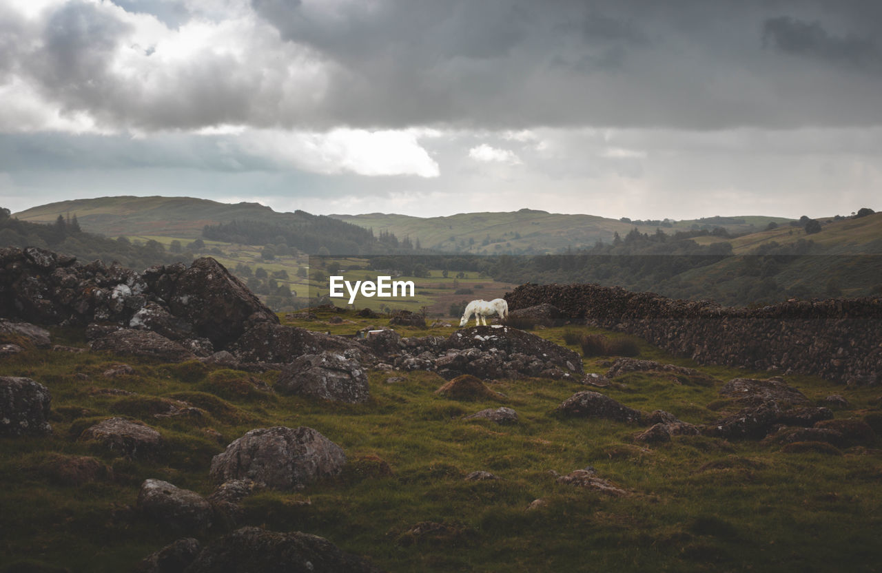 Scenic view of landscape against sky with white horse