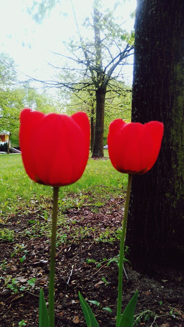 CLOSE-UP OF RED AND GRASS