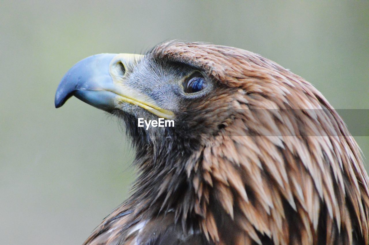 Close-up of golden eagle looking away