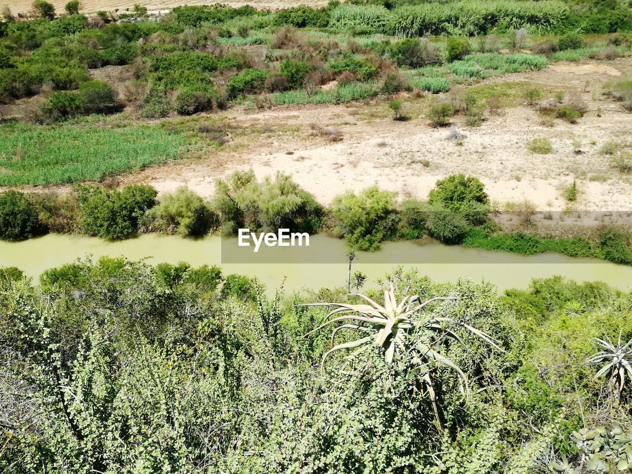 HIGH ANGLE VIEW OF PLANTS GROWING IN FIELD