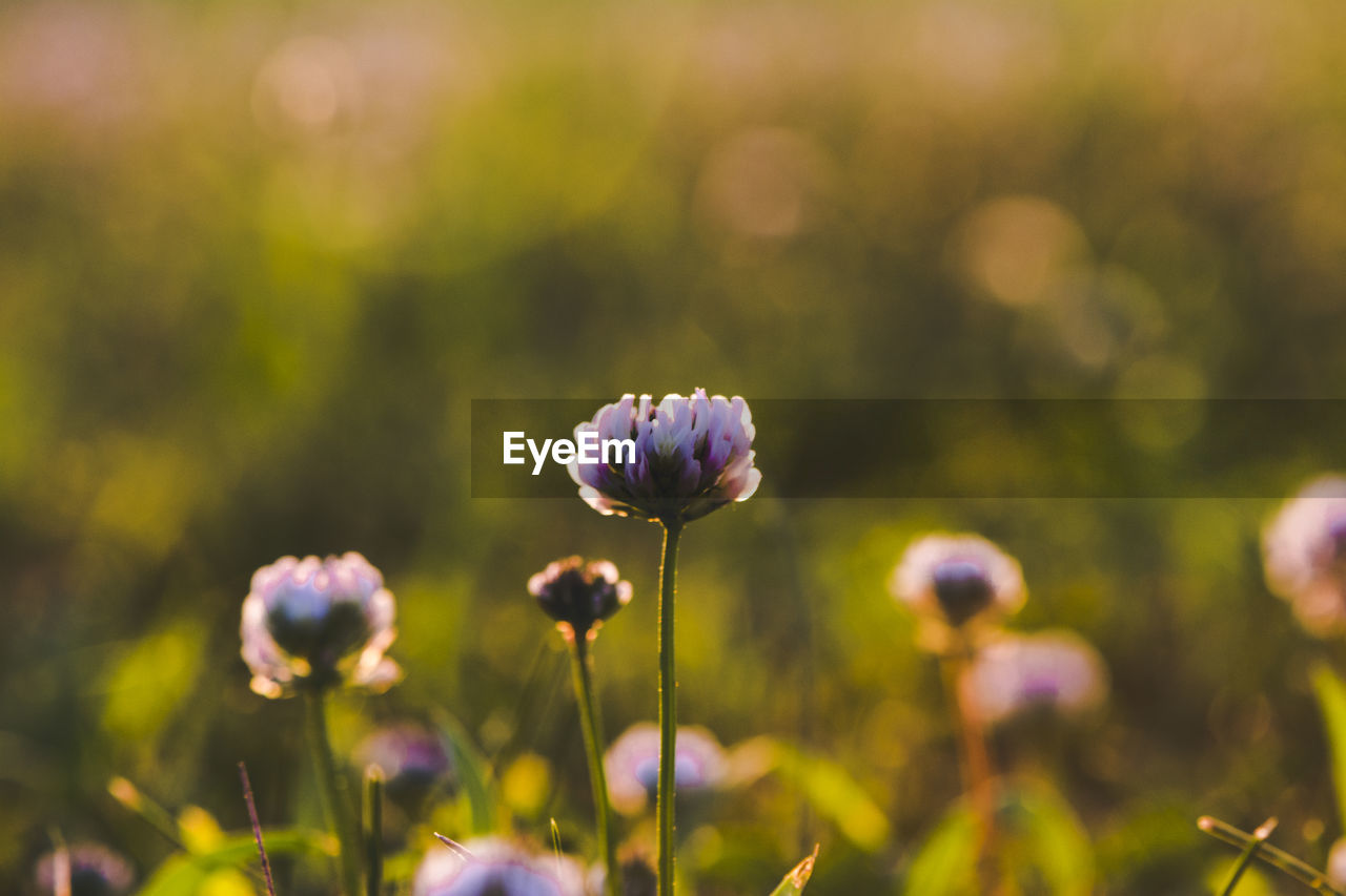 Close-up of purple clover in a wild flower field at sunset