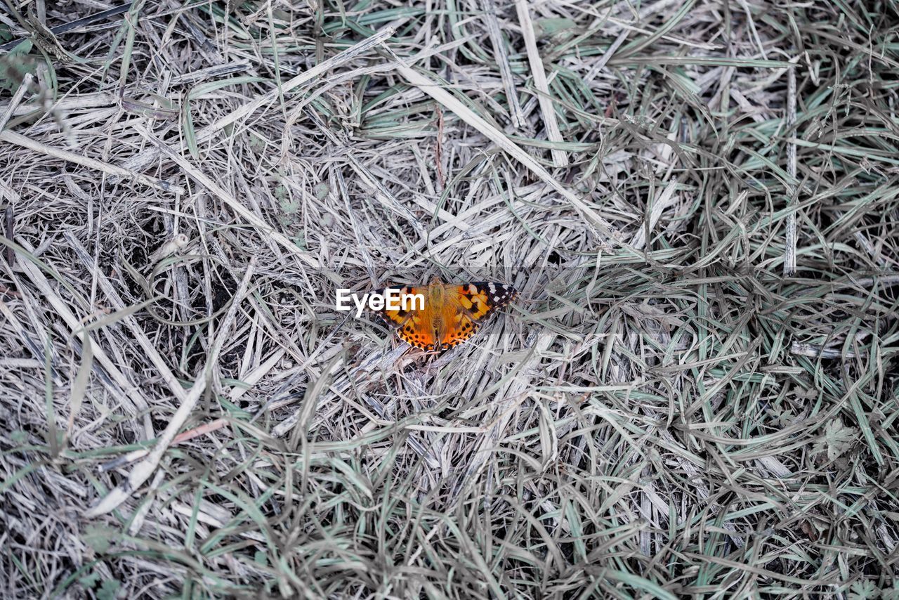 HIGH ANGLE VIEW OF BUTTERFLY ON GRASS