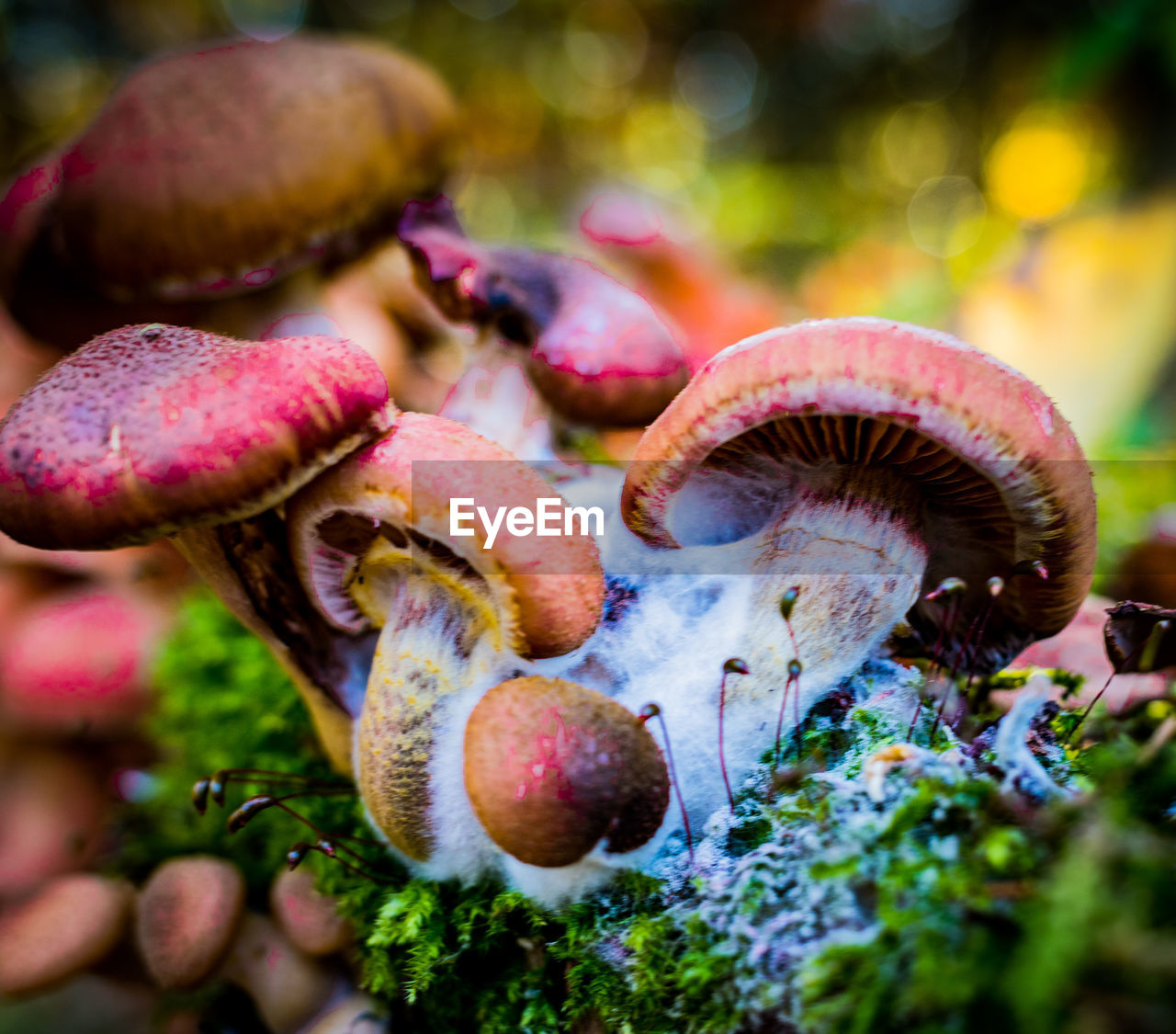 CLOSE-UP OF MUSHROOM GROWING ON TREE