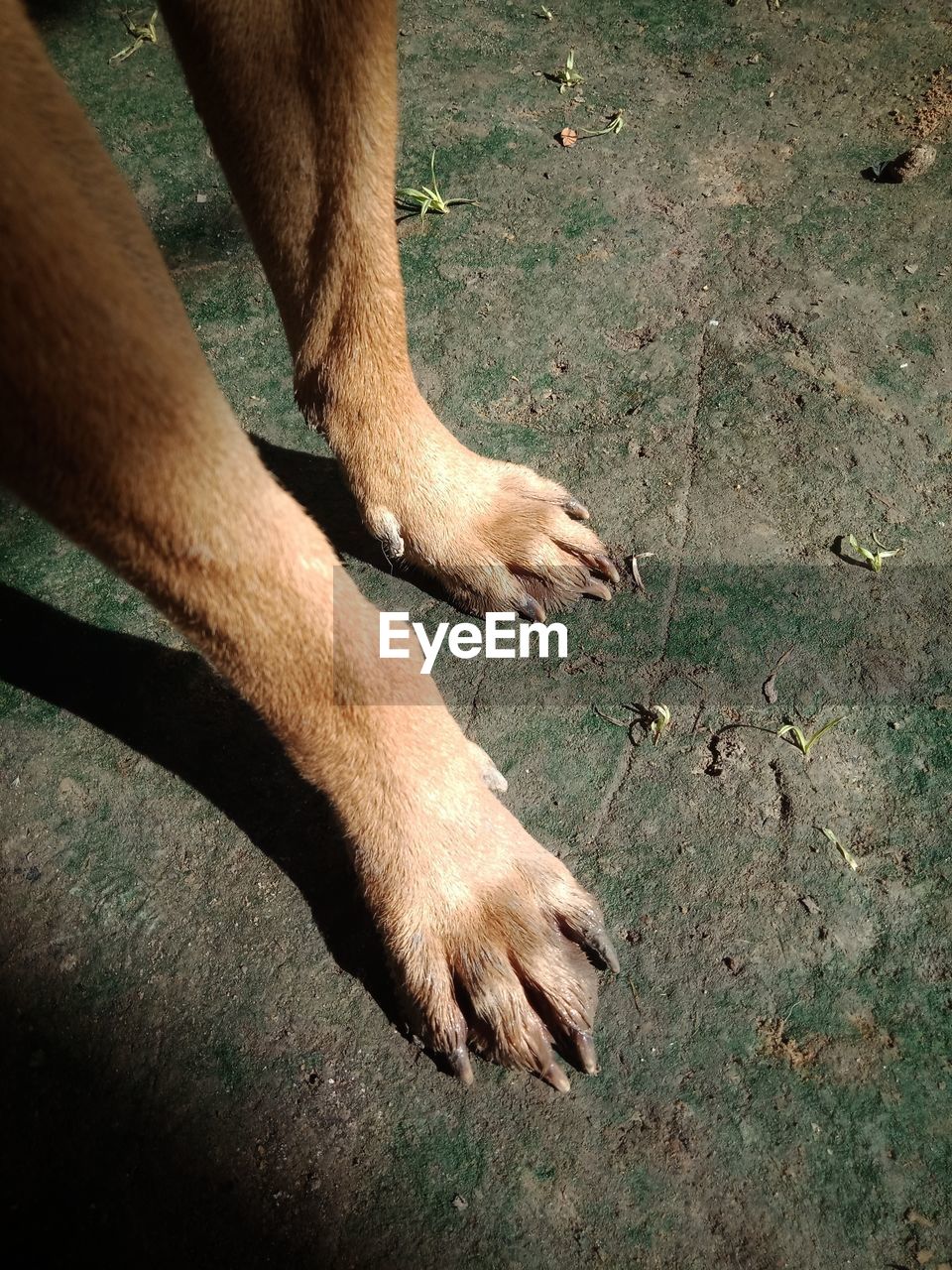 LOW SECTION VIEW OF DOG WITH MOUTH