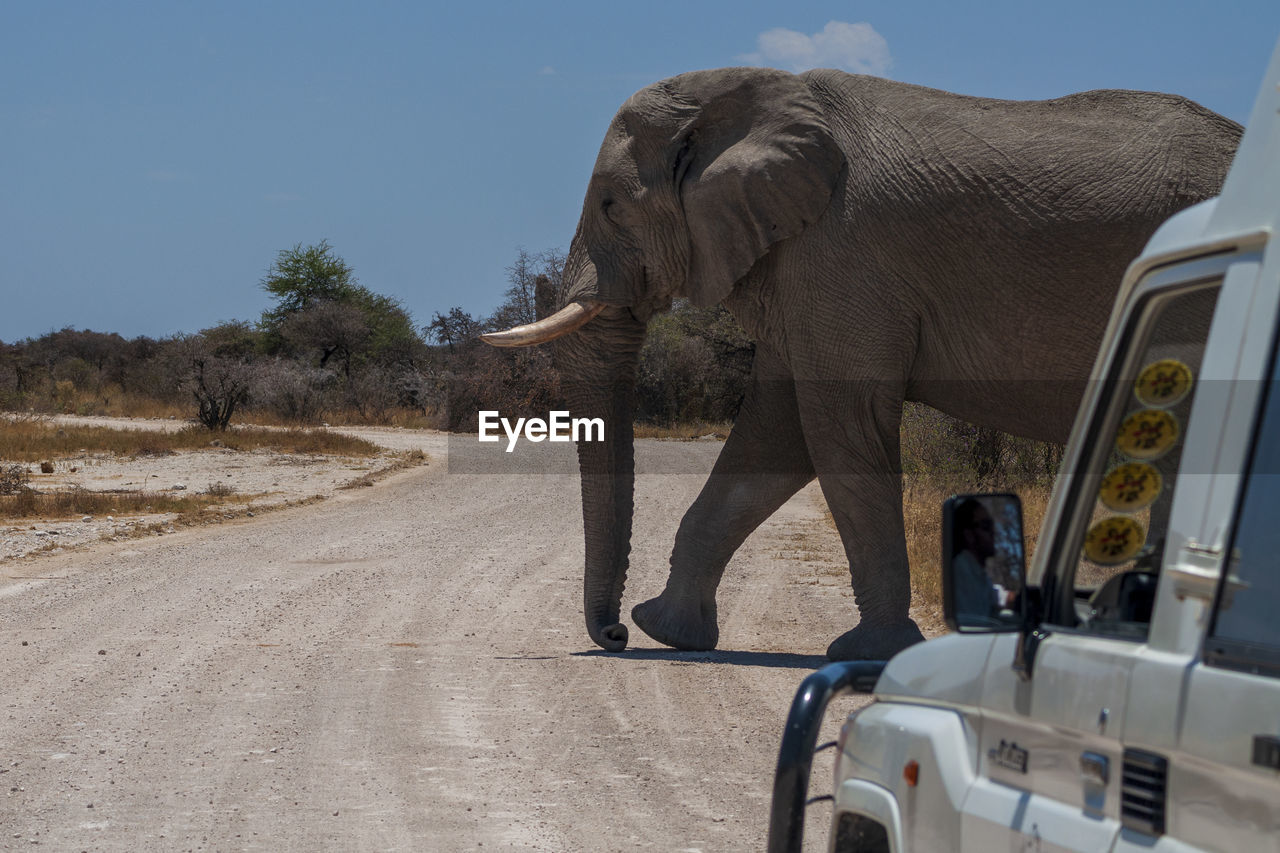 View of elephant on road against sky