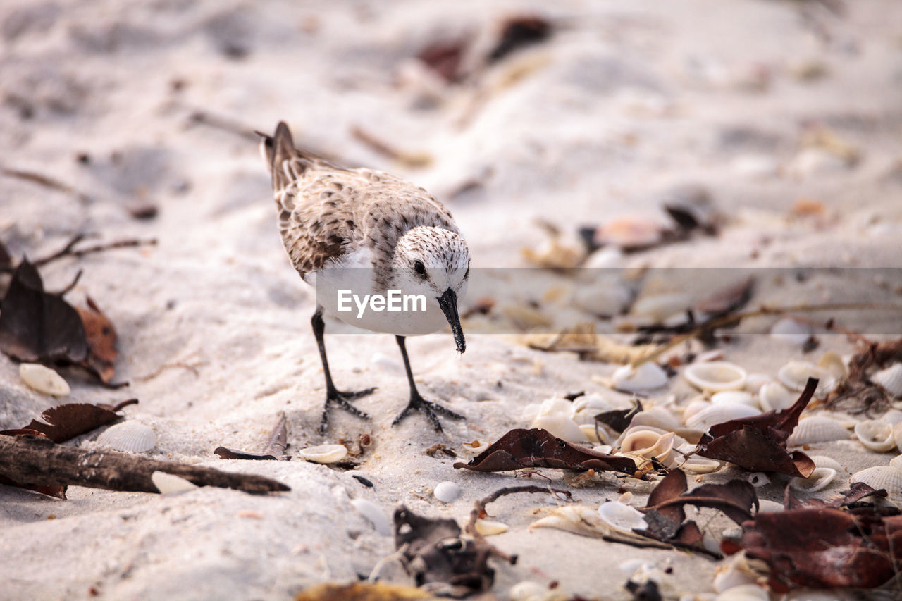 Western sandpiper shorebirds calidris mauri forage along the ocean shore for food at barefoot beach 